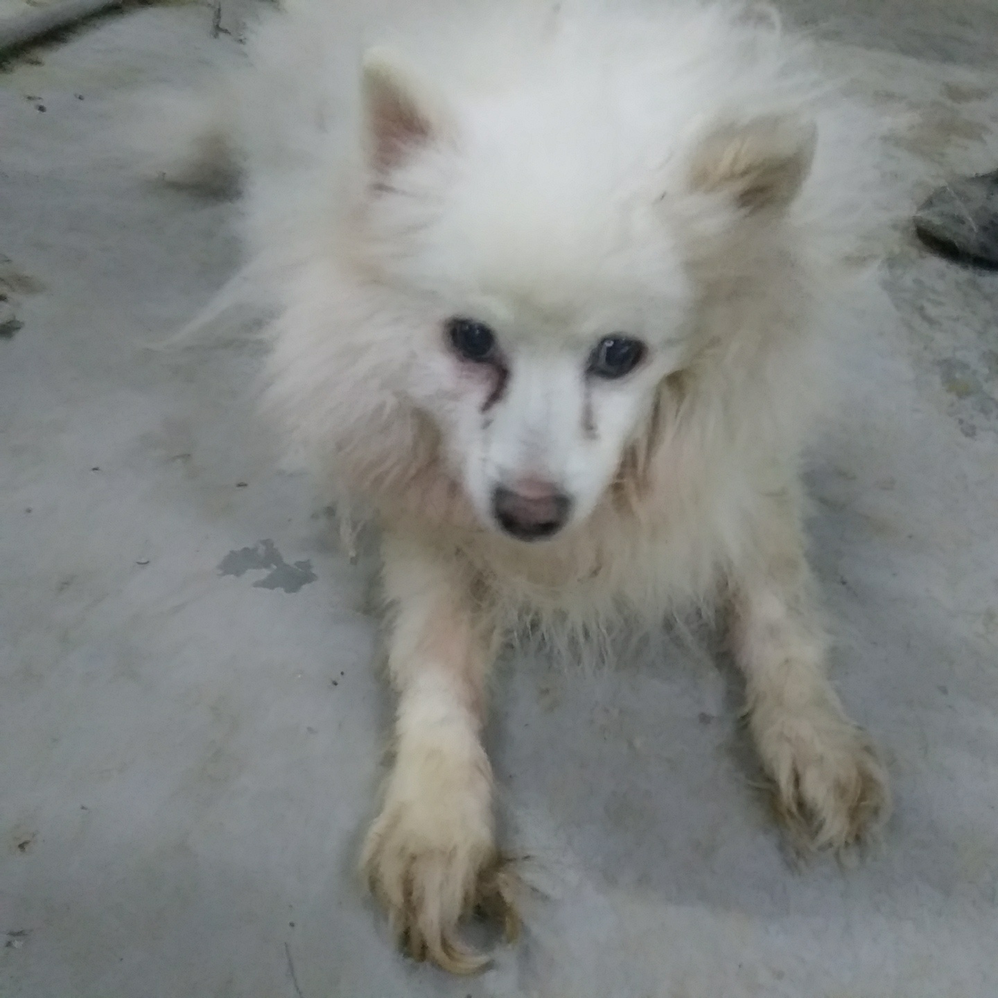 종료(기증) 스피츠…